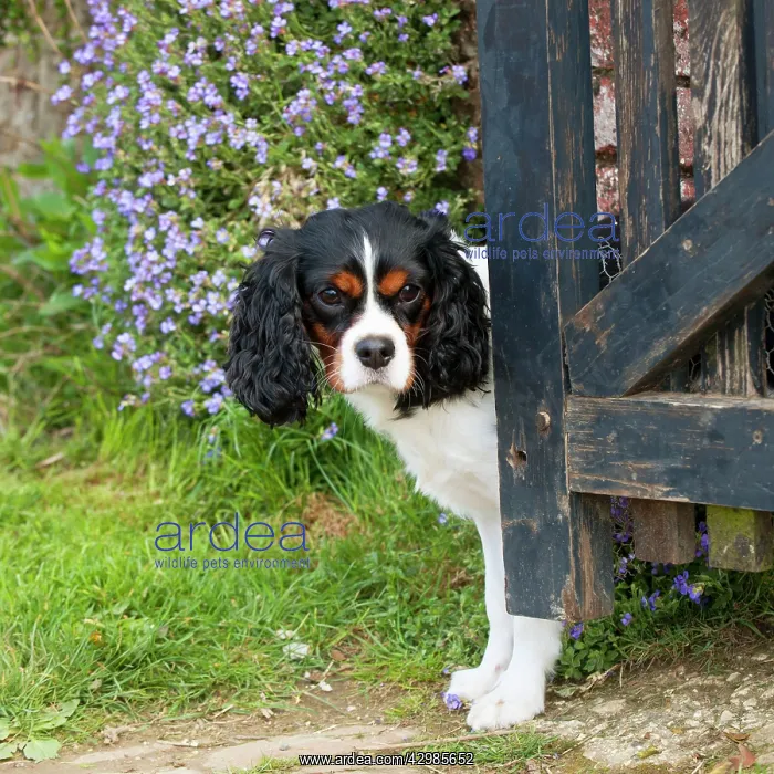 : DOG - Cavalier king charles spaniel standing in : DOG - Cavalier king charles spaniel standing in