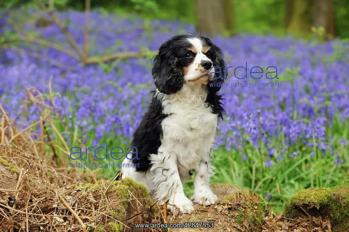 : DOG. Cavalier king charles spaniel standing in bluebells : DOG. Cavalier king charles spaniel standing in bluebells