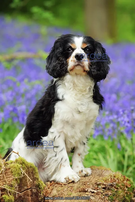 : DOG. Cavalier king charles spaniel standing in bluebells : DOG. Cavalier king charles spaniel standing in bluebells
