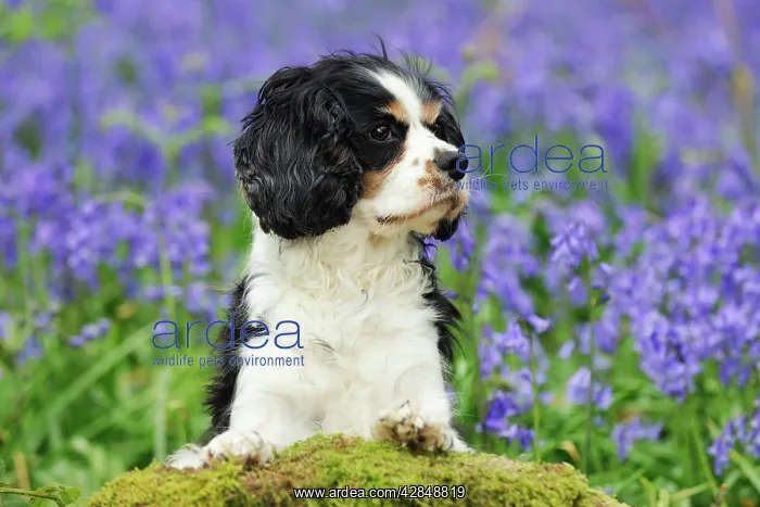 : DOG. Cavalier king charles spaniel standing in bluebells : DOG. Cavalier king charles spaniel standing in bluebells
