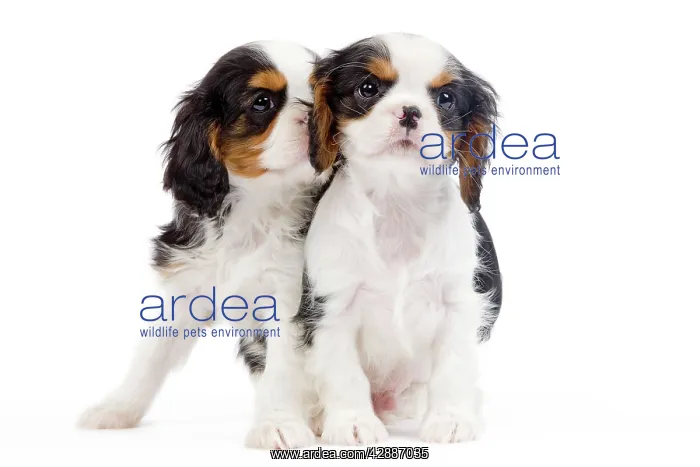 : Dog - Cavalier King Charles Spaniel - in studio : Dog - Cavalier King Charles Spaniel - in studio