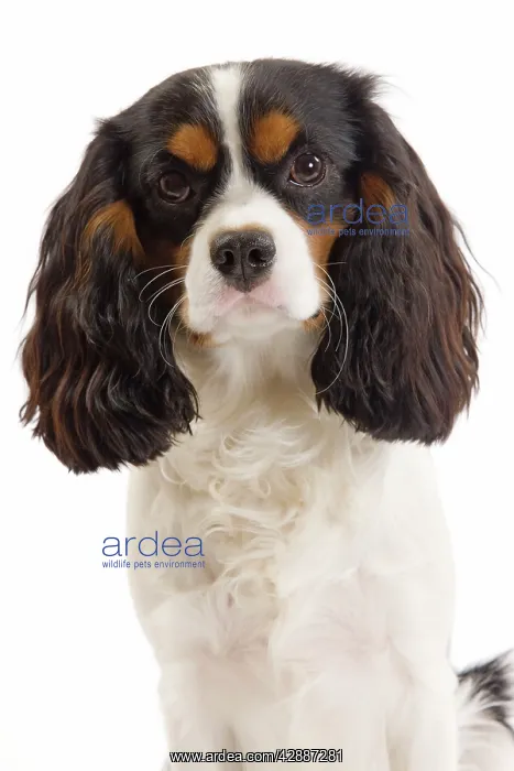  : Dog - Cavalier King Charles Spaniel in studio
