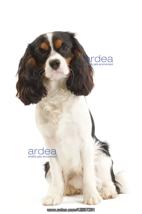  : Dog - Cavalier King Charles Spaniel in studio
