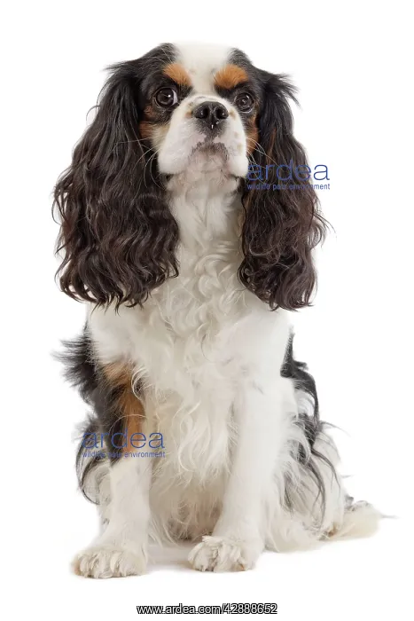: Dog - Cavalier King Charles Spaniel - in studio : Dog - Cavalier King Charles Spaniel - in studio