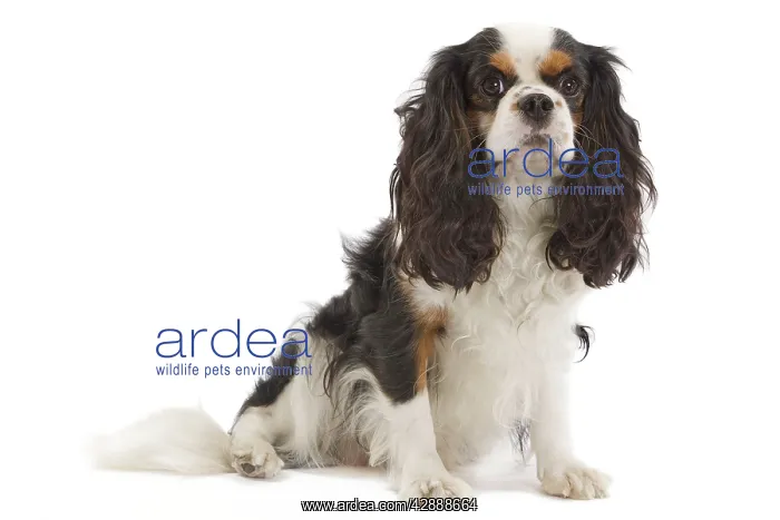 : Dog - Cavalier King Charles Spaniel - in studio : Dog - Cavalier King Charles Spaniel - in studio