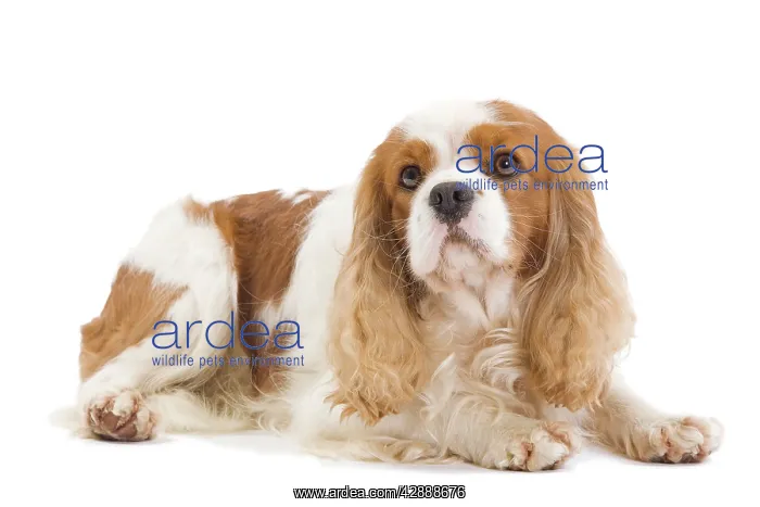 : Dog - Cavalier King Charles Spaniel - in studio : Dog - Cavalier King Charles Spaniel - in studio