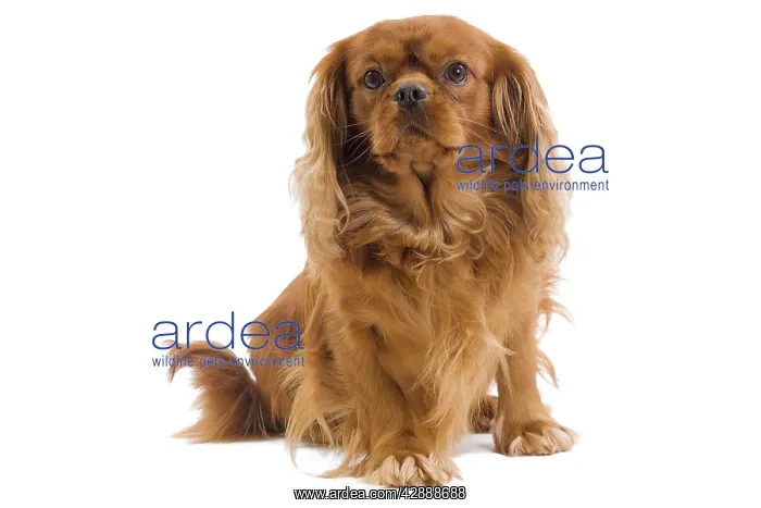 : Dog - Cavalier King Charles Spaniel - in studio : Dog - Cavalier King Charles Spaniel - in studio
