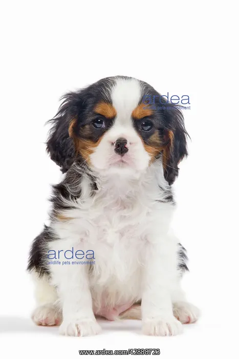 : Dog - Cavalier King Charles Spaniel - in studio : Dog - Cavalier King Charles Spaniel - in studio