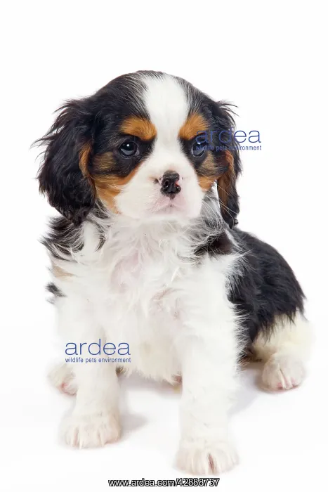 : Dog - Cavalier King Charles Spaniel - in studio : Dog - Cavalier King Charles Spaniel - in studio