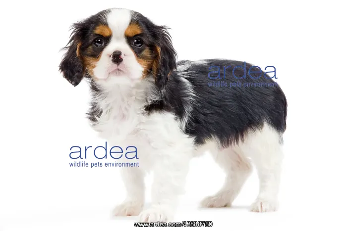 : Dog - Cavalier King Charles Spaniel - in studio : Dog - Cavalier King Charles Spaniel - in studio