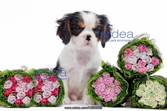 : Dog - Cavalier King Charles Spaniel - in studio : Dog - Cavalier King Charles Spaniel - in studio