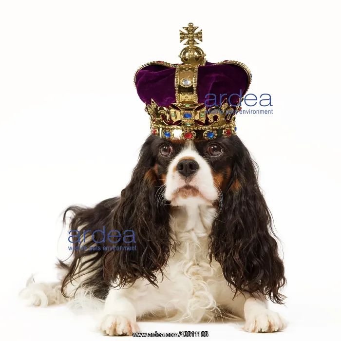  : Dog - Cavalier King Charles Spaniel wearing a crown
