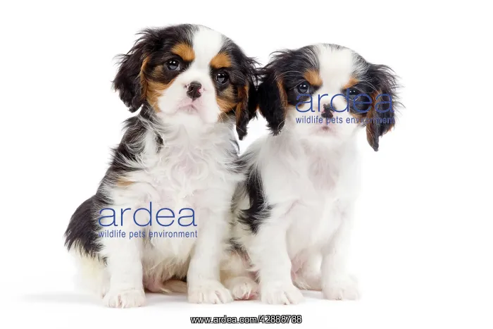 : Dog - Cavalier King Charles Spaniels - in studio : Dog - Cavalier King Charles Spaniels - in studio