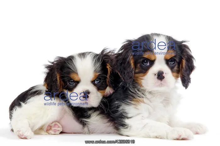 : Dog - Cavalier King Charles Spaniels - in studio : Dog - Cavalier King Charles Spaniels - in studio