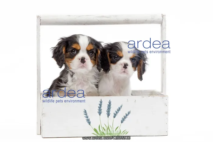  : Dog - Cavalier King Charles Spaniels - in studio