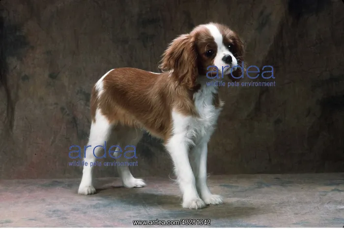 : DOG - Cavalier Kings Charles Spaniel : DOG - Cavalier Kings Charles Spaniel