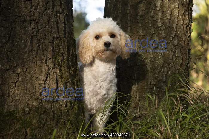: DOG, Cavapoo between 2 trees, autumn : DOG, Cavapoo between 2 trees, autumn