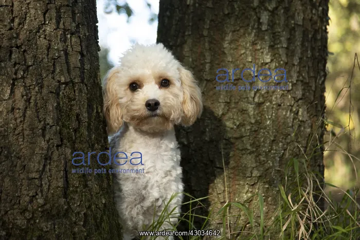 : DOG, Cavapoo between 2 trees, autumn : DOG, Cavapoo between 2 trees, autumn