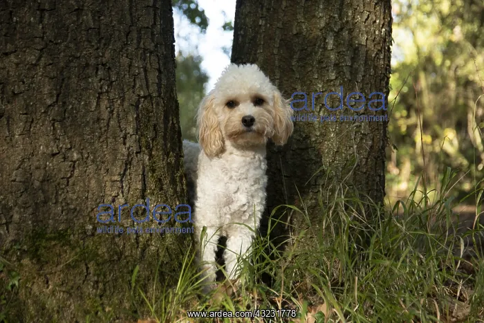 : DOG, Cavapoo between 2 trees, autumn : DOG, Cavapoo between 2 trees, autumn