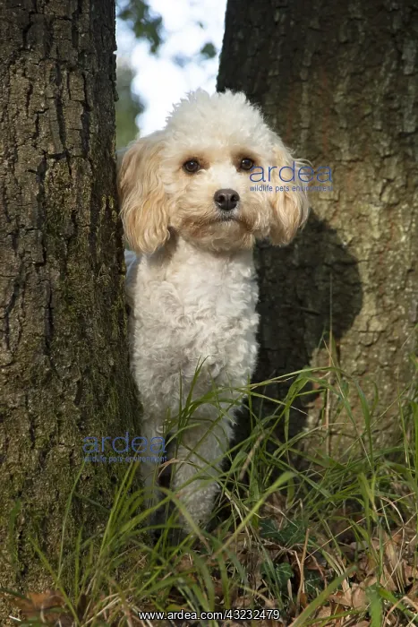 : DOG, Cavapoo between 2 trees, autumn : DOG, Cavapoo between 2 trees, autumn