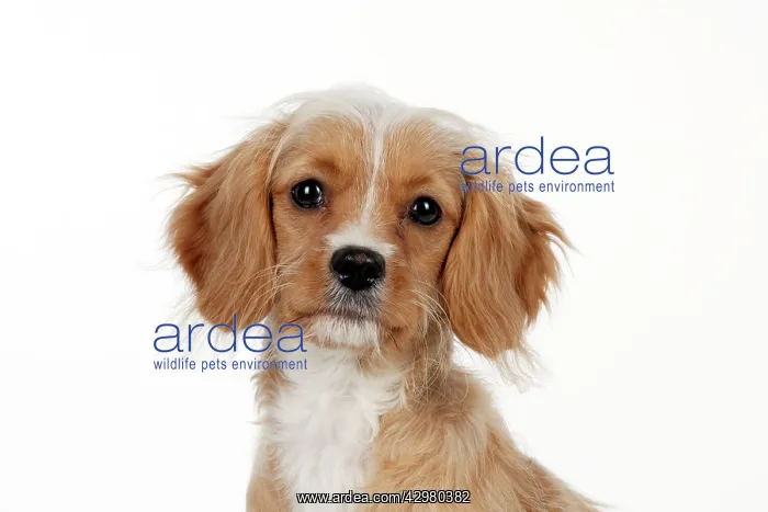 : DOG - Cavapoo : DOG - Cavapoo