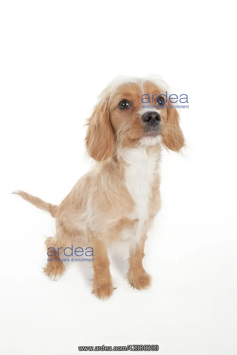: DOG - Cavapoo : DOG - Cavapoo