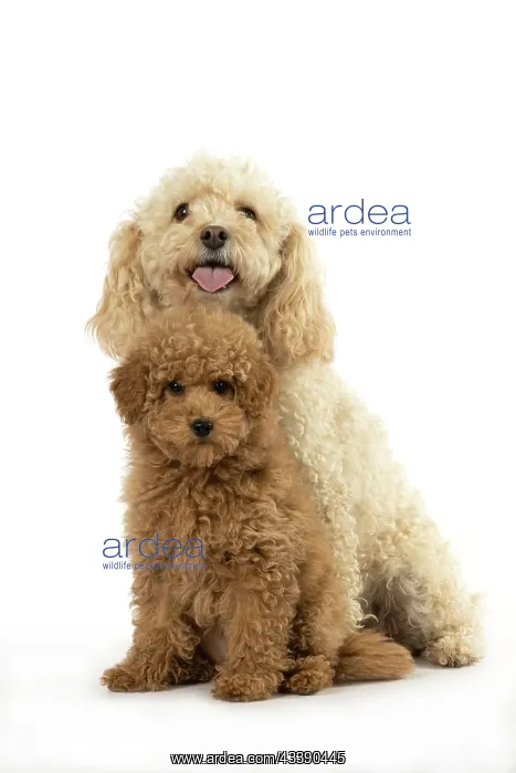 : DOG, CAVAPOO, ADULT & 14 WEEK OLD PUPPY, SITTING TOGETHER, CUTE : DOG, CAVAPOO, ADULT & 14 WEEK OLD PUPPY, SITTING TOGETHER, CUTE