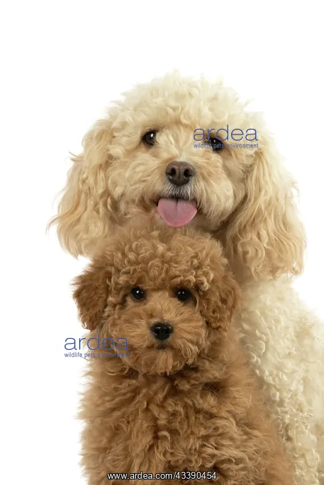 : DOG, CAVAPOO, ADULT & 14 WEEK OLD PUPPY, SITTING TOGETHER, CUTE : DOG, CAVAPOO, ADULT & 14 WEEK OLD PUPPY, SITTING TOGETHER, CUTE
