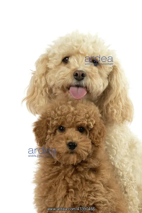 : DOG, CAVAPOO, ADULT & 14 WEEK OLD PUPPY, SITTING TOGETHER, CUTE : DOG, CAVAPOO, ADULT & 14 WEEK OLD PUPPY, SITTING TOGETHER, CUTE