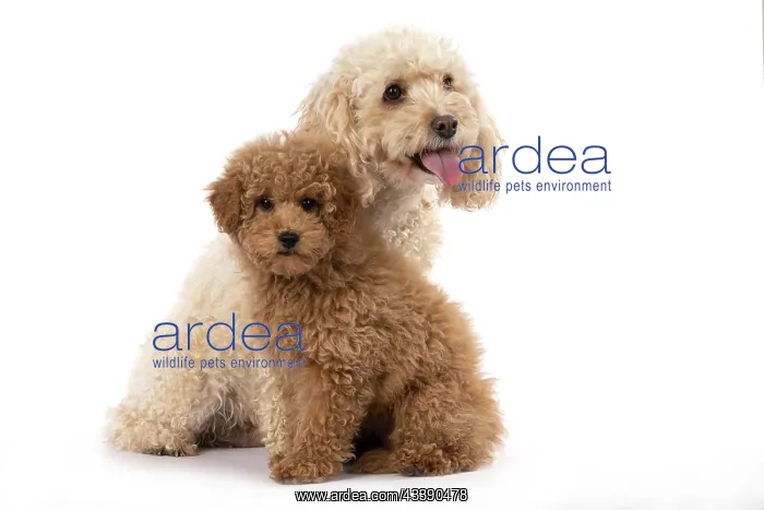 : DOG, CAVAPOO, ADULT & 14 WEEK OLD PUPPY, SITTING TOGETHER, CUTE : DOG, CAVAPOO, ADULT & 14 WEEK OLD PUPPY, SITTING TOGETHER, CUTE
