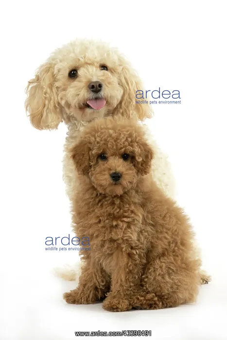: DOG, CAVAPOO, ADULT & 14 WEEK OLD PUPPY, SITTING TOGETHER, CUTE : DOG, CAVAPOO, ADULT & 14 WEEK OLD PUPPY, SITTING TOGETHER, CUTE
