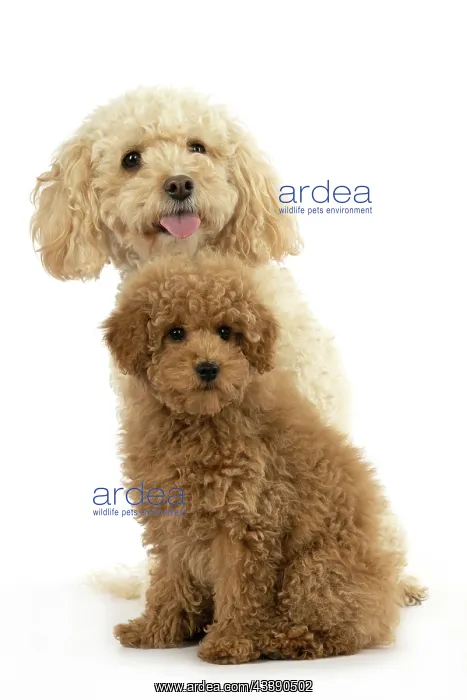  : DOG, CAVAPOO, ADULT & 14 WEEK OLD PUPPY, SITTING TOGETHER, CUTE