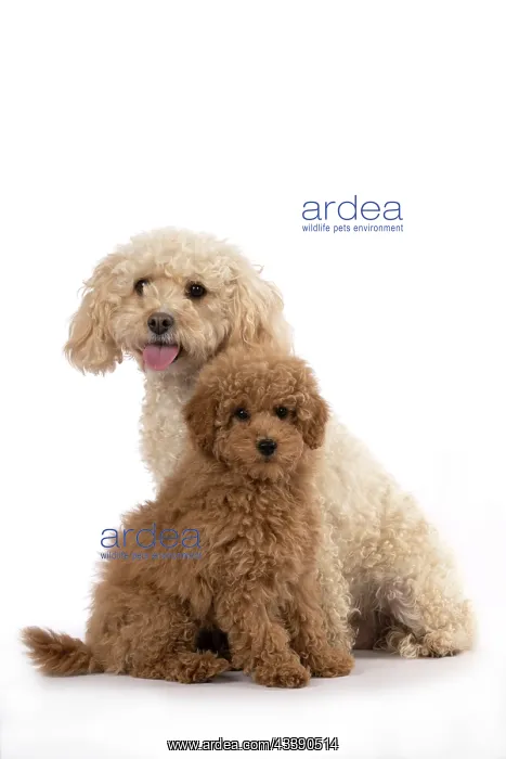 : DOG, CAVAPOO, ADULT & 14 WEEK OLD PUPPY, SITTING TOGETHER, CUTE : DOG, CAVAPOO, ADULT & 14 WEEK OLD PUPPY, SITTING TOGETHER, CUTE