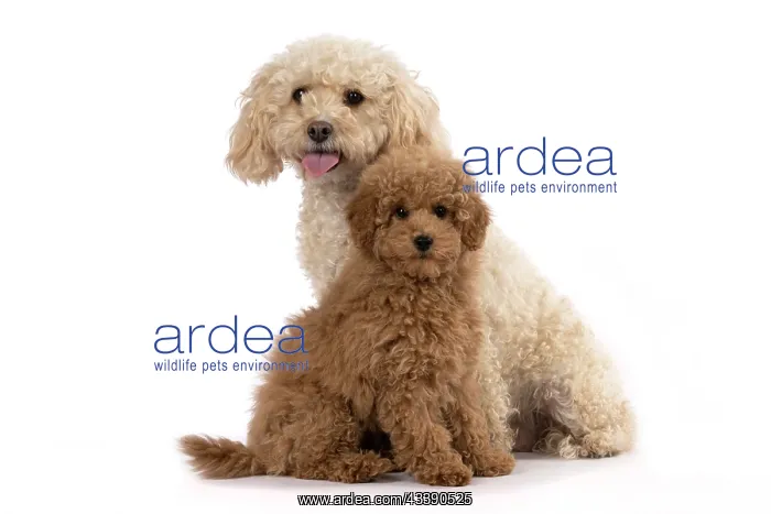 : DOG, CAVAPOO, ADULT & 14 WEEK OLD PUPPY, SITTING TOGETHER, CUTE : DOG, CAVAPOO, ADULT & 14 WEEK OLD PUPPY, SITTING TOGETHER, CUTE
