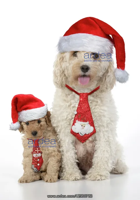 : DOG. Cavapoo, adult and 6 week old puppy, studio : DOG. Cavapoo, adult and 6 week old puppy, studio