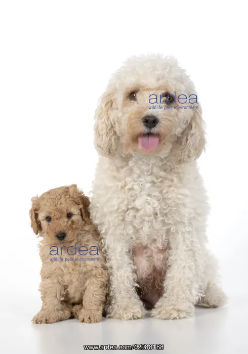 : DOG. Cavapoo, adult and 6 week old puppy, studio : DOG. Cavapoo, adult and 6 week old puppy, studio