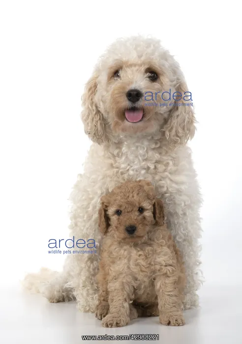 : DOG. Cavapoo, adult and 6 week old puppy, studio : DOG. Cavapoo, adult and 6 week old puppy, studio