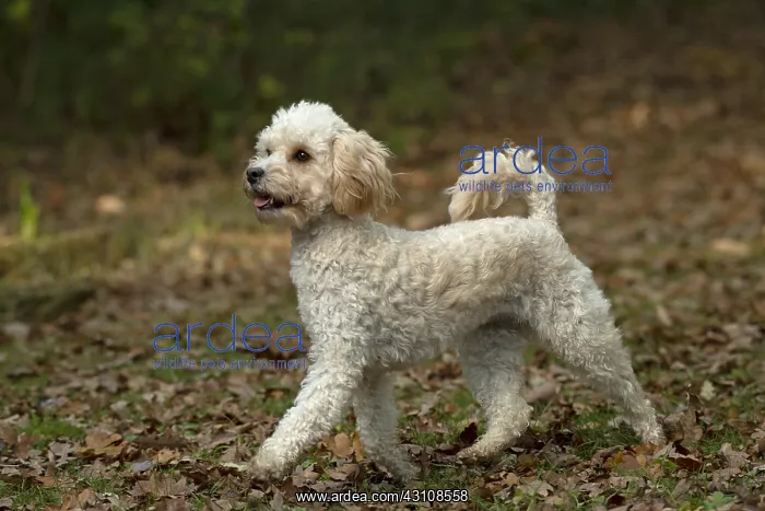  : DOG, Cavapoo, in autumn leaves