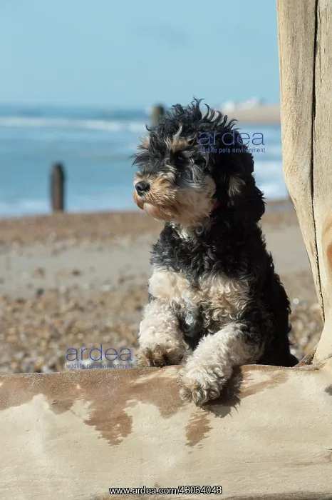  : Dog Cavapoo on the beach looking over the break water