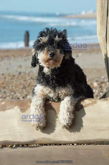  : Dog Cavapoo on the beach looking over the break water