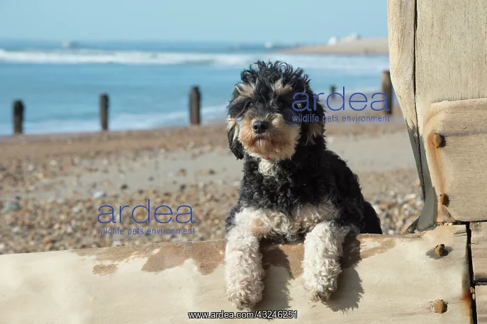  : Dog Cavapoo on the beach looking over the break water