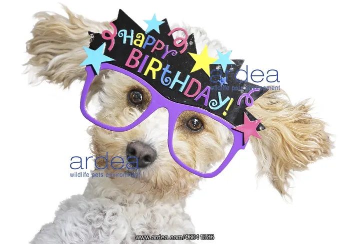 : DOG, Cavapoo with birthday glasses DOG, Cavapoo : DOG, Cavapoo with birthday glasses DOG, Cavapoo