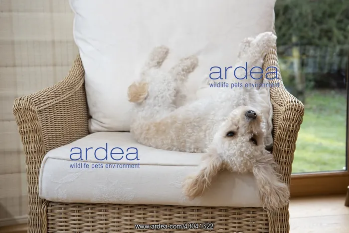  : DOG. Cavapoo on its back in a chair