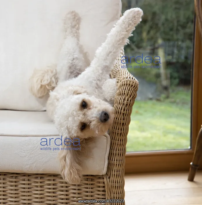  : DOG. Cavapoo on its back in a chair