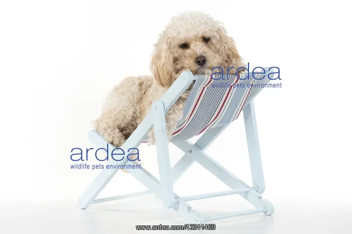  : DOG. Cavapoo in a deck chair