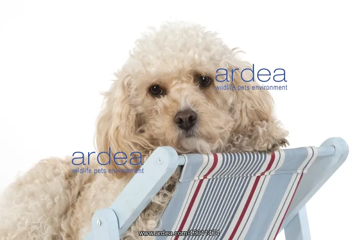  : DOG. Cavapoo in a deck chair