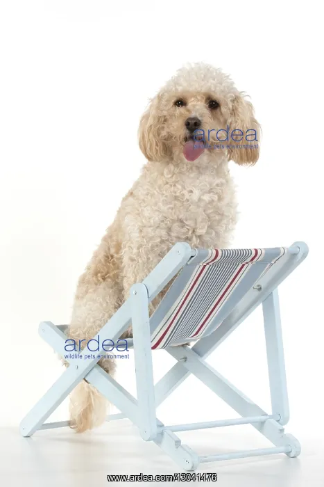  : DOG. Cavapoo in a deck chair