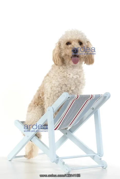  : DOG. Cavapoo in a deck chair