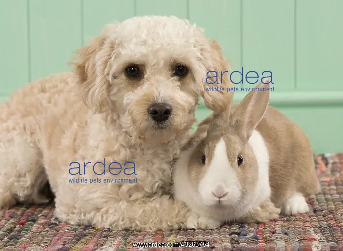 : DOG. Cavapoo with a dutch rabbit : DOG. Cavapoo with a dutch rabbit
