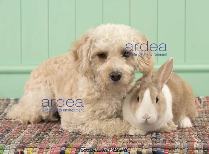 : DOG. Cavapoo with a dutch rabbit : DOG. Cavapoo with a dutch rabbit